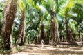 Man stands in a palm tree forest in Krabi province, Thailand Royalty Free Stock Photo