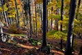 A man stands on a tree stump that has been dead for many years. resembles an octopus. spruce monoculture forest in autumn. go to t Royalty Free Stock Photo