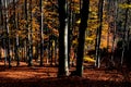 A man stands on a tree stump that has been dead for many years. resembles an octopus. spruce monoculture forest in autumn. go to t Royalty Free Stock Photo