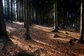 A man stands on a tree stump that has been dead for many years. resembles an octopus. spruce monoculture forest in autumn. go to t Royalty Free Stock Photo