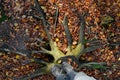 A man stands on a tree stump that has been dead for many years. resembles an octopus. spruce monoculture forest in autumn. go to t Royalty Free Stock Photo