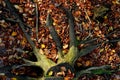 A man stands on a tree stump that has been dead for many years. resembles an octopus. spruce monoculture forest in autumn. go to t Royalty Free Stock Photo