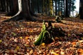 A man stands on a tree stump that has been dead for many years. resembles an octopus. spruce monoculture forest in autumn. go to t Royalty Free Stock Photo