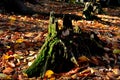 A man stands on a tree stump that has been dead for many years. resembles an octopus. spruce monoculture forest in autumn. go to t Royalty Free Stock Photo