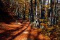 A man stands on a tree stump that has been dead for many years. resembles an octopus. spruce monoculture forest in autumn. go to t Royalty Free Stock Photo