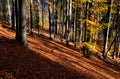 A man stands on a tree stump that has been dead for many years. resembles an octopus. spruce monoculture forest in autumn. go to t Royalty Free Stock Photo