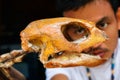 Man staring at the sea turtle bones. Royalty Free Stock Photo