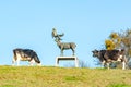 Bronze sculpture `Man in deer antlers` by Stephan Balkenhol. Sculpture between cow pasture on art path in Ratingen, Germany