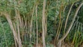 Man stepping into tropical rainforest jungles at the island Manadhoo the capital of Noonu atoll Royalty Free Stock Photo