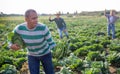 Man stole cabbage from farm field. Runs away from pursuers Royalty Free Stock Photo