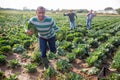 Man stole cabbage from farm field. Runs away from pursuers Royalty Free Stock Photo