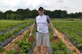 Man stood in strawberry fields