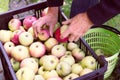 Man stores the harvested apples from basket to the fruit crate Royalty Free Stock Photo