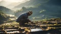 Man in straw hat planting green rice shoots with roots in very wet soil with traditional Thai way image on beautiful foggy morning