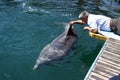 Man strokes bottlenose dolphin Royalty Free Stock Photo