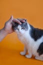 Man stroking a cute gray white cat Royalty Free Stock Photo