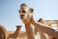 Man stroking happy camel Royalty Free Stock Photo