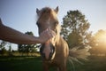 Man stroking head of theraphy horse