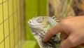 A man stroking an iguana. The iguana shakes her head so that she is not touched. Close-up Royalty Free Stock Photo