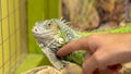 A man stroking an iguana. The iguana shakes her head so that she is not touched. Close-up Royalty Free Stock Photo