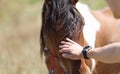 Man stroking muzzle of domestic horse with his hand closeup Royalty Free Stock Photo