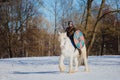 Man in suit of ancient viking riding big white horse