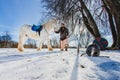 Man in suit of ancient warrior standing near the big white horse Royalty Free Stock Photo