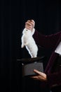 Man in suit pulling a rabbit out of the topper hat. close-up. Royalty Free Stock Photo