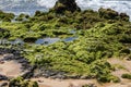 a man surfing at Sandy Beach with vast blue ocean water, rocks covered in lush green algae, crashing waves in Honolulu Hawaii Royalty Free Stock Photo