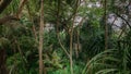 Man surrounded by trees and bushes in the tropical rainforest jungles at the island Manadhoo the capital of Noonu atoll Royalty Free Stock Photo