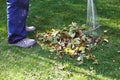 man sweeping fallen autumn leaves on his lawn. fall work concept