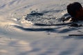 Man swim's inside Yamuna river in Delhi India during morning time, Swimming inside Yamuna River