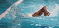 Man swimmer swimming crawl Royalty Free Stock Photo