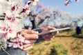 Man with a tablet computer in a grove of almond trees in full bl