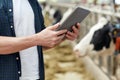 Man with tablet pc and cows on dairy farm