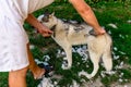 The man takes care of the dog, combs and takes away the old fur. The groomer removes old wool from a Siberian husky in the yard