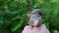 Man takes a fledgeling from a tree twig