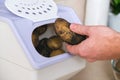 man takes spud from vegetable container. box storing potato, onion, carrot. Container with ventilation, without light Royalty Free Stock Photo