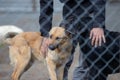 Man taking care od abandones dogs in asylum