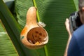 Man taking photo of two Morpho Peleides butterfly eating nectar of rotten fruits inside dried gourd and a Morpho Polyphemus