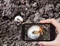 Man taking photo of white grub of cockchafer Royalty Free Stock Photo