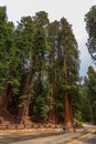 A man taking a picture of a giant redwood, growing along the Generals Highway, California, USA Royalty Free Stock Photo