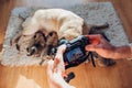 Man taking pictures of pug dog feeding six puppies at home. Master using camera to film footage Royalty Free Stock Photo