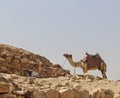 Man taking rest in shadow while his camel stands beside in Egypt