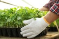 Man taking seedling tray with tomato plants from table, closeup Royalty Free Stock Photo