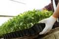 Man taking seedling tray with young tomato plants from table, closeup Royalty Free Stock Photo