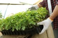 Man taking seedling tray with young tomato plants from table, closeup Royalty Free Stock Photo