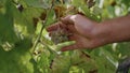 Man taking yellow grape cluster checking ripeness on vine plantation close up. Royalty Free Stock Photo