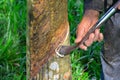 A man tapping rubber tree or latex at Malaysia rubber tree plantation