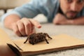 Man and tarantula on carpet. Arachnophobia fear of spiders Royalty Free Stock Photo